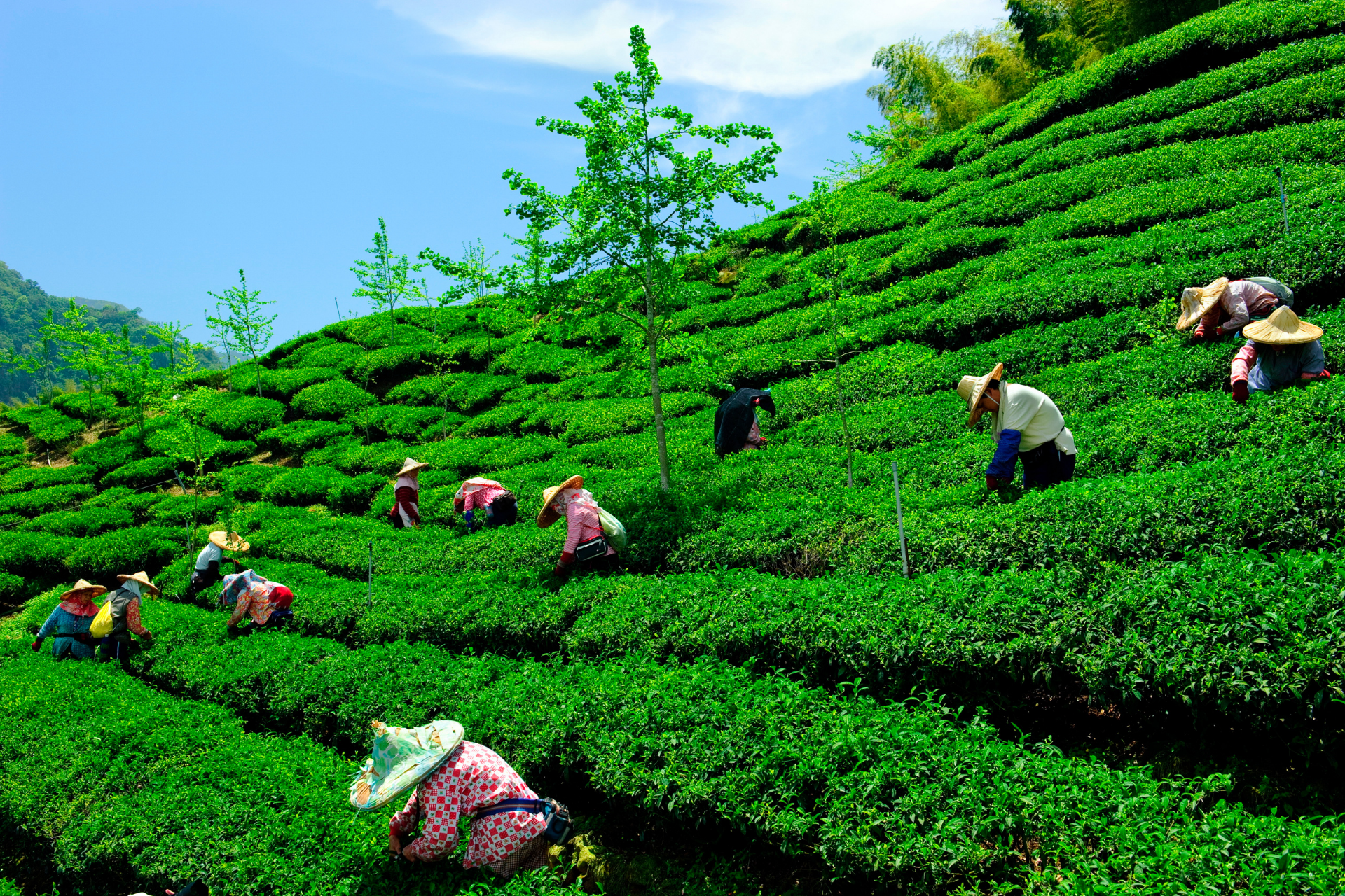 Misty terraced green tea farm on Mengding Mountain, Sichuan
