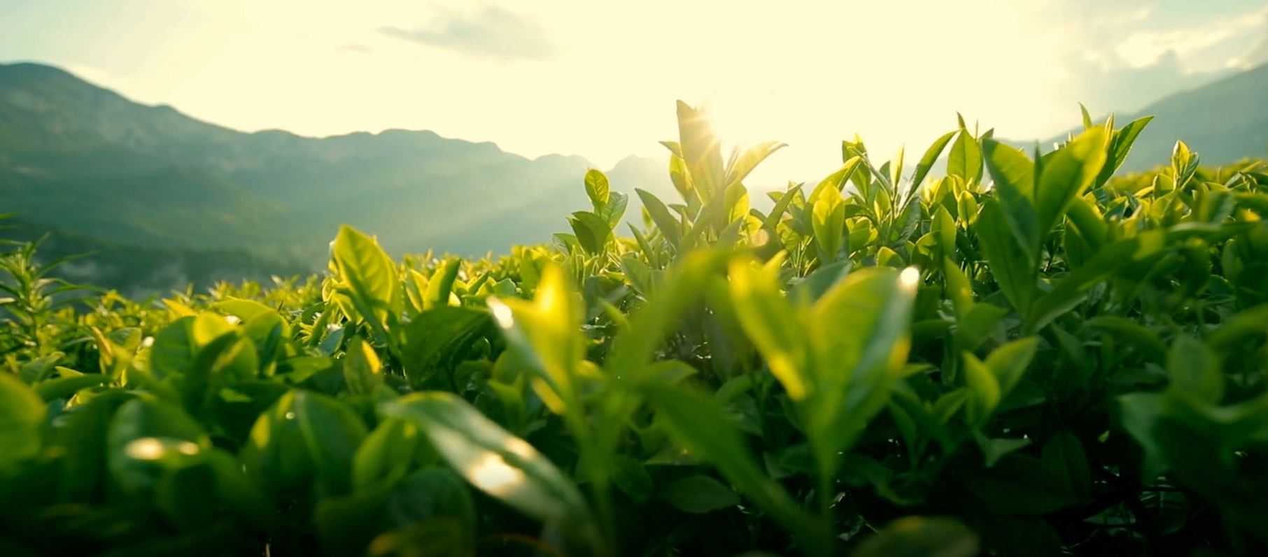 A Beginner’s Guide to Buying Chinese Tea Online in the UK