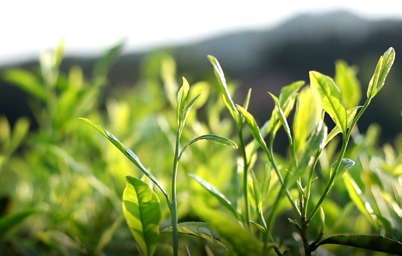 Why Early‑Spring Tea Buds Make the Best Green Tea
